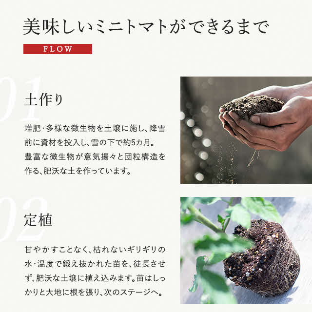 【2024年産受付】金賞受賞　フルーツトマト ジェルバ 1.2kg