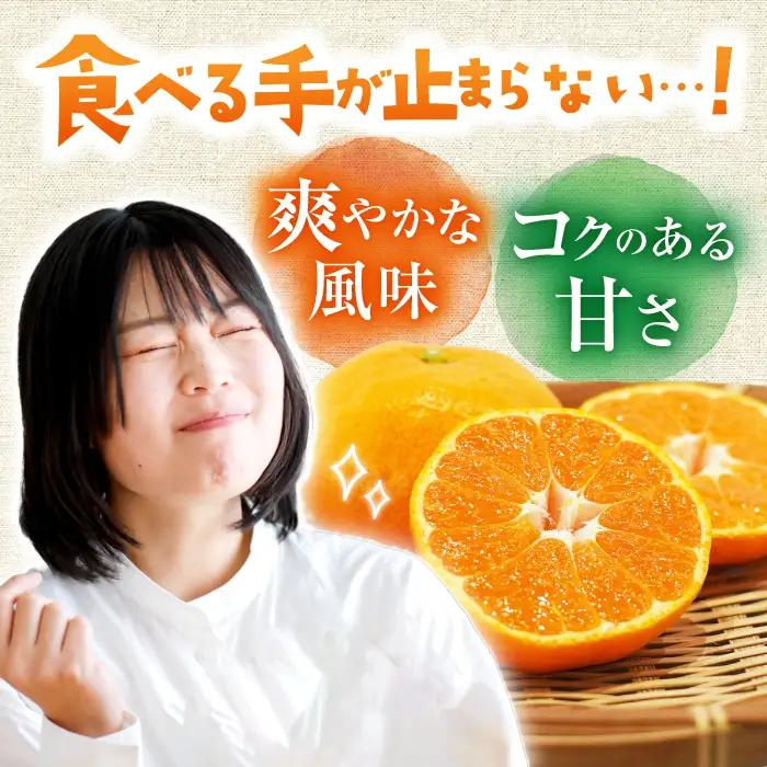 みかん 約2.5kg 温州 みかん  [ACAI001]