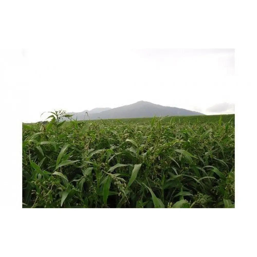【定期便3回】発芽焙煎出雲はとむぎ茶 24本 を毎月お届け！ | 麦茶