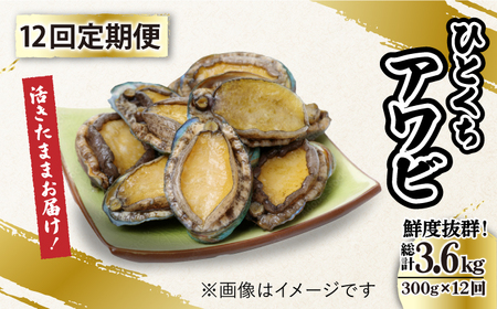 【全12回定期便】上五島産養殖ひとくちアワビ 活 厳選 300g 刺身 ステーキ 生【豊建設株式会社】[RAE017] アワビ あわび 定期便 アワビ あわび 定期便 アワビ あわび 定期便九州 長崎