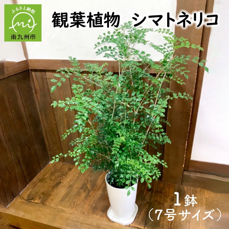 【ふるさと納税】【4月以降(九州地方から)発送】観葉植物 シマトネリコ 1鉢 7号 シンボルツリー 耐陰性 室内 屋外 育てやすい 小さな葉 涼しげ 部屋 インテリア おしゃれ 植物 リラックス 自然 オフィス プレゼント ギフト 開店祝い 移転祝い 送料無料 鹿児島県 南九州市
