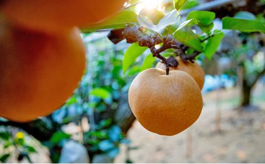 梨 2026年  あたご梨 3～6玉 合計約3kg 化粧贈答箱赤秀【ナシ なし 岡山県産 国産 フルーツ 果物 ギフト 石原果樹園】