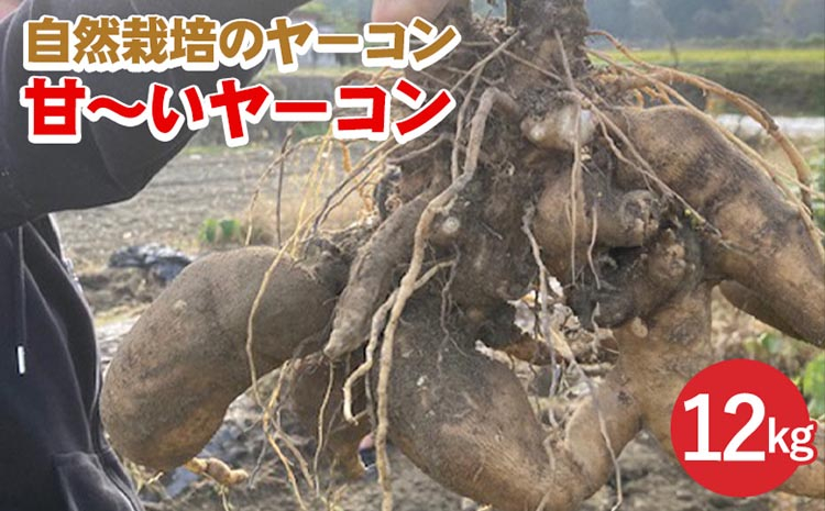 
                  【先行予約】自然栽培の甘～いヤーコン 12kg 京都 亀岡産 かたもとオーガニックファームよりお届け《野菜 産地直送 国産 健康 食品 ダイエット 芋 》 ※2027年1月～発送
                