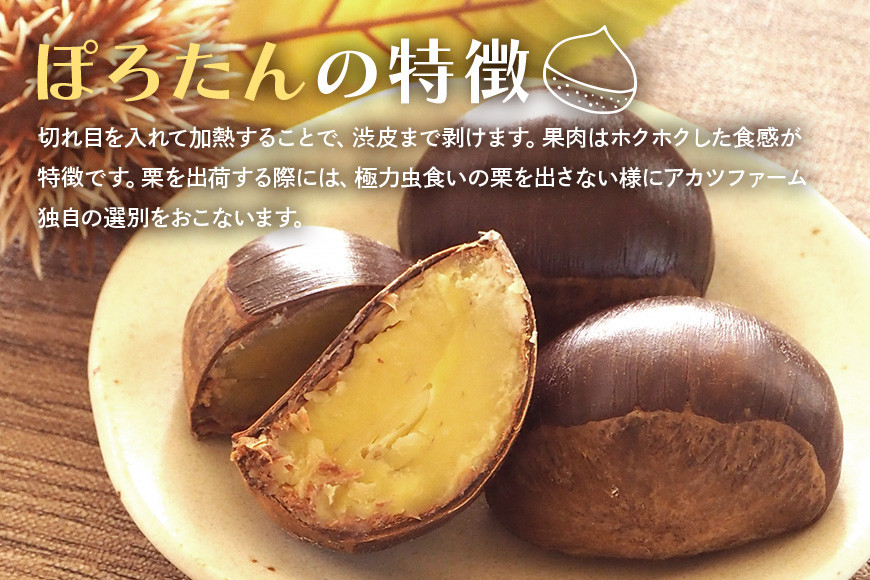 アカツファーム の ぽろたん( 生栗 ) 特大 3Lサイズ 2kg 栗 笠間 くり クリ 大きい 大粒 茨城 国産 国産栗 和栗 甘栗 栗ご飯 栗きんとん 栗おこわ 甘露煮 マロン 秋 旬 おやつ ス