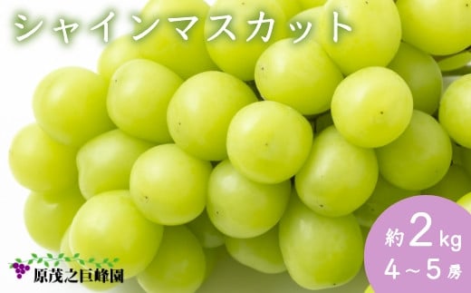 P155 原茂之巨峰園 シャインマスカット 4～5房 (約2kg) 8月20日から9月15日出荷予定