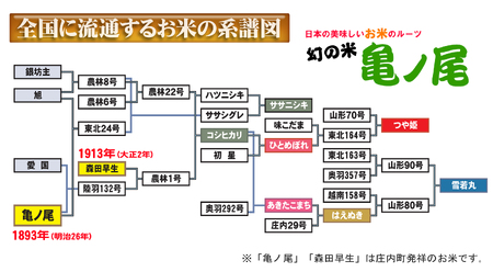 雪若丸  6kg