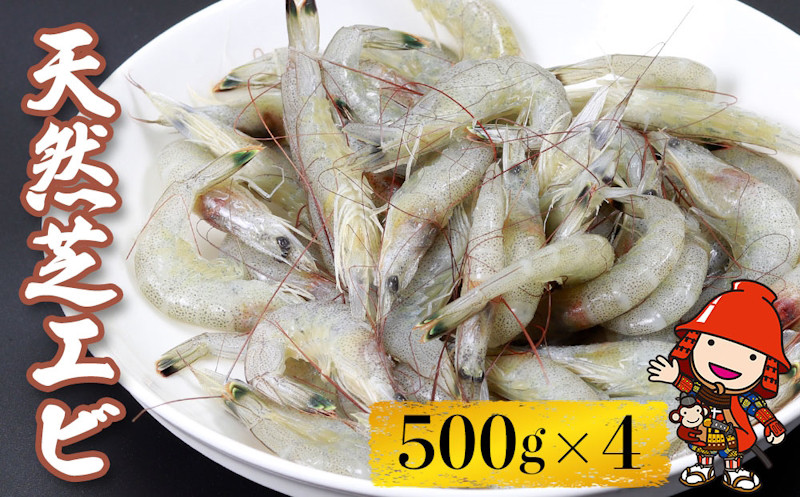 
【期間・数量限定】天然芝エビ 500g×4(冷凍) 海老 エビ お歳暮 大分県産 九州産 中津市 天然えび えび
