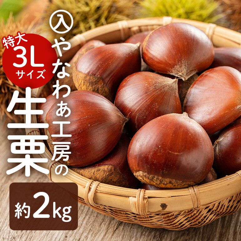 【ふるさと納税】【先行受付】入 やなわぁ工房の生栗 3L 約 2kg 品種おまかせ 農薬不使用 栗 生栗 笠間 くり クリ 特大 大粒 茨城 国産 国産栗 和栗 甘栗 栗ご飯 栗きんとん 栗おこわ 甘露煮 マロン 秋 旬 おやつ スイーツ きんとん 冷蔵 保存料不使用 無添加 ギフト 笠間市