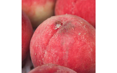 2026年発送 山梨市産 訳あり桃 約2kg(4～8玉)【配送不可地域：離島】【1688049】