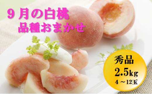 08-05-039　もも：9月の白桃2.5kg、品種おまかせ