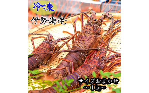 冷凍伊勢海老１kg（サイズおまかせ）エビ 甲殻類 海鮮BBQ アウトドア キャンプ お祝い えび 伊勢えび イセエビ 刺身 お刺身 鍋 お味噌汁 冷凍配送 海鮮 魚介類 海の幸【R00640】