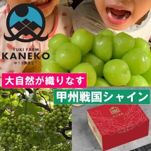 【山梨の大自然×本場山梨の匠】山梨が織りなす甲州戦国シャインマスカット2025年9月下旬より発送【配送不可地域：離島】【1497110】