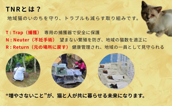 【返礼品なし】猫愛護活動支援 NFN639 【125PT】// 特定非営利活動法人　種子島 島neco会