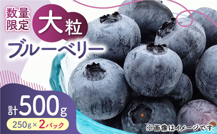
            【先行予約】【数量限定】大粒 ブルーベリー 約500g（約250g×2pc） 【すみれファーム】果物 フルーツ くだもの 生ブルーベリー 大粒 小分け 熊本  [ZEP001]
          