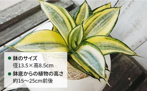 マイナスイオン発生植物 サンセベリア ・ ゴールデン ハニー 糸島市 / cocoha [AWB007] 観葉植物 グリーン インテリア
