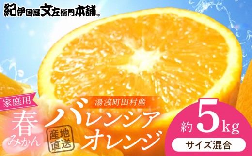 
                  バレンシアオレンジ 約5kg 湯浅町田村産 (無選別・果実サイズ混合・ご家庭用) 春みかん / 紀伊国屋文左衛門本舗_V7031
                