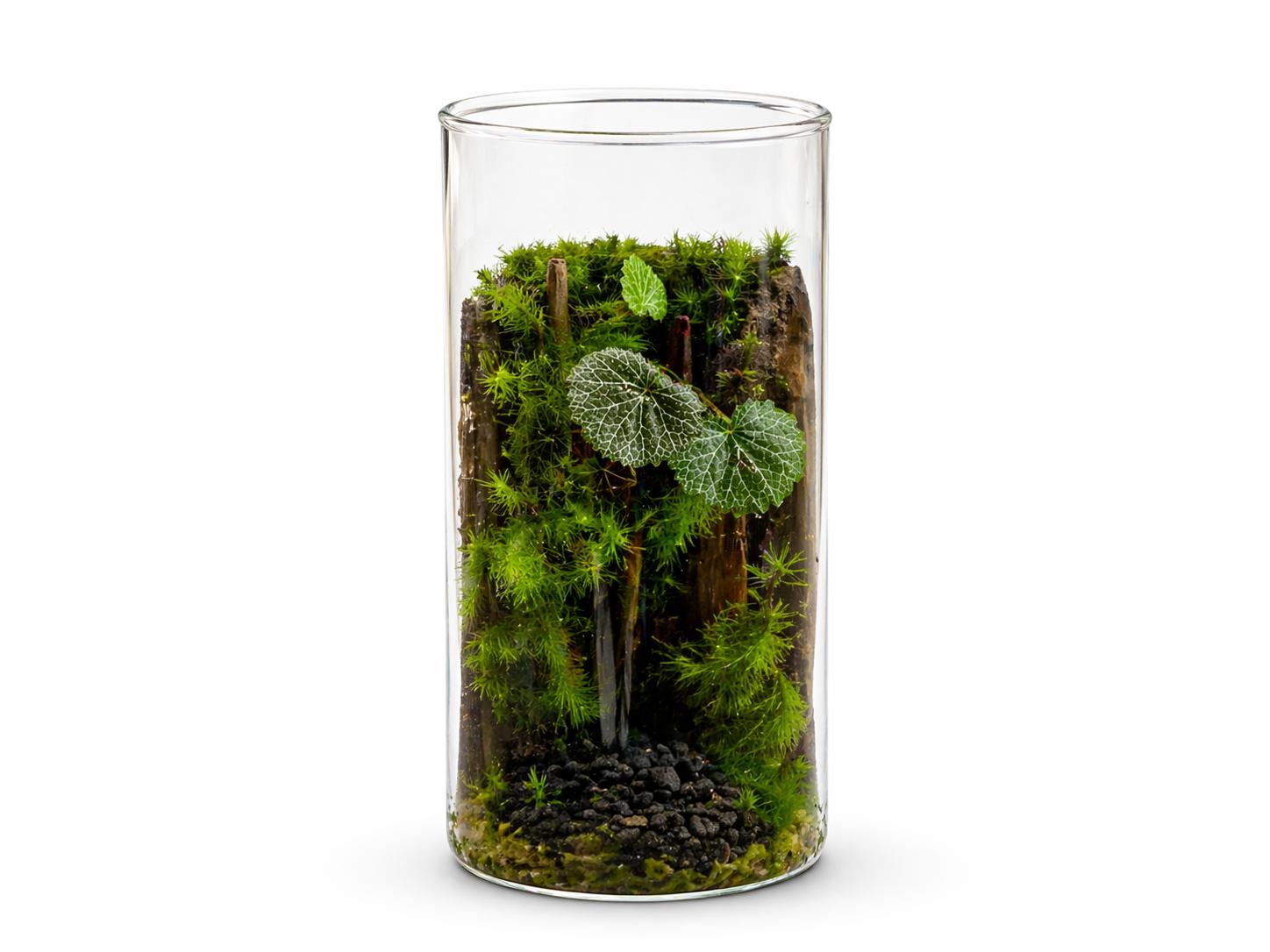 いやしの苔テラリウム筒