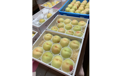 木成り熟成 光田さん 自慢の桃 あかつき 3kg(7～9玉) _S54