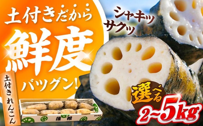 
            【選べる容量】 れんこん （2kg/5kg）蓮根 土付き蓮根 れんこん レンコン 愛知県産 野菜 産地直送 愛西市 / 清水食品  [AEAJ001-002]
          