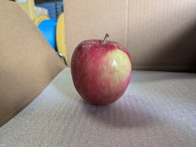 青森県産りんご 光センサー選別 サンふじ 約10kg 中～小玉 りんご