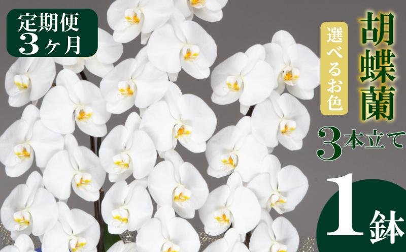 
            【定期便3ヶ月】訳あり 胡蝶蘭 3本立て ピンク 白 ハイグレード スタンダード お祝い 須崎洋蘭園 SY9000-all
          