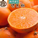 【ふるさと納税】＜2月より発送＞家庭用 せとか3kg+90g（傷み補償分）【柑橘・春みかんの王様】【わけあり・訳あり】【IKE63】 | 柑橘 フルーツ 果物 くだもの 食品 人気 おすすめ 送料無料