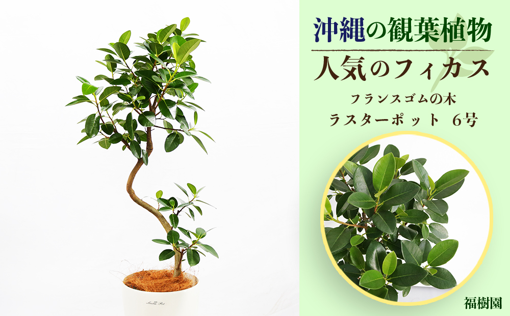 沖縄の観葉植物 人気のフィカスス フランスゴム6号 ラスターポット