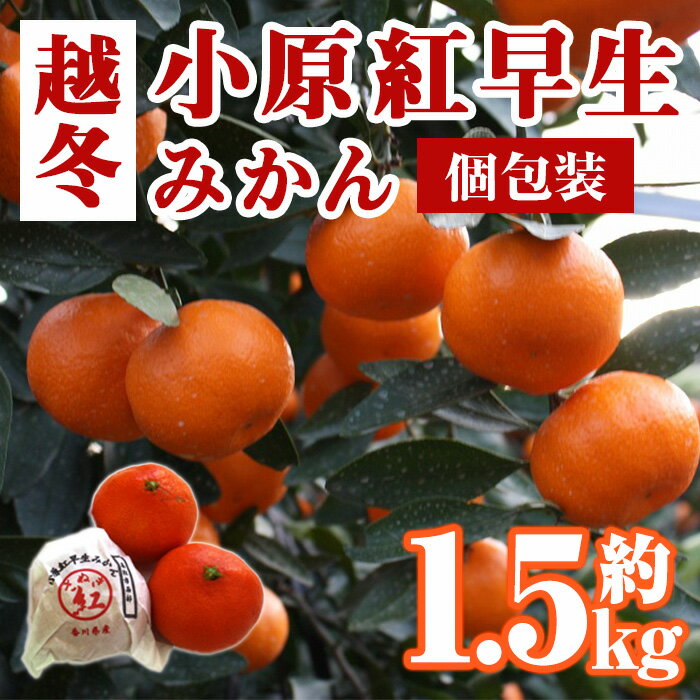 【ふるさと納税】＜先行予約！2027年1月上旬以降順次発送予定＞香川県産 越冬小原紅早生みかん(約1.5kg/個包装) 国産 果物 果実 くだもの フルーツ みかん 蜜柑 新登場 【man361】【Aglio nero】