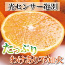 【ふるさと納税】家庭用 不知火 【選べる容量】 【デコポンと同品種】【わけあり・訳あり】【しらぬひみかん・しらぬい】【光センサー選別】＜2023年2月上旬〜2023年3月下旬ごろに順次発送＞