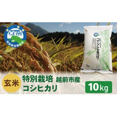 ふるさと納税 越前市 【越前市産】令和7年産 特別栽培 コシヒカリ　玄米　10kg