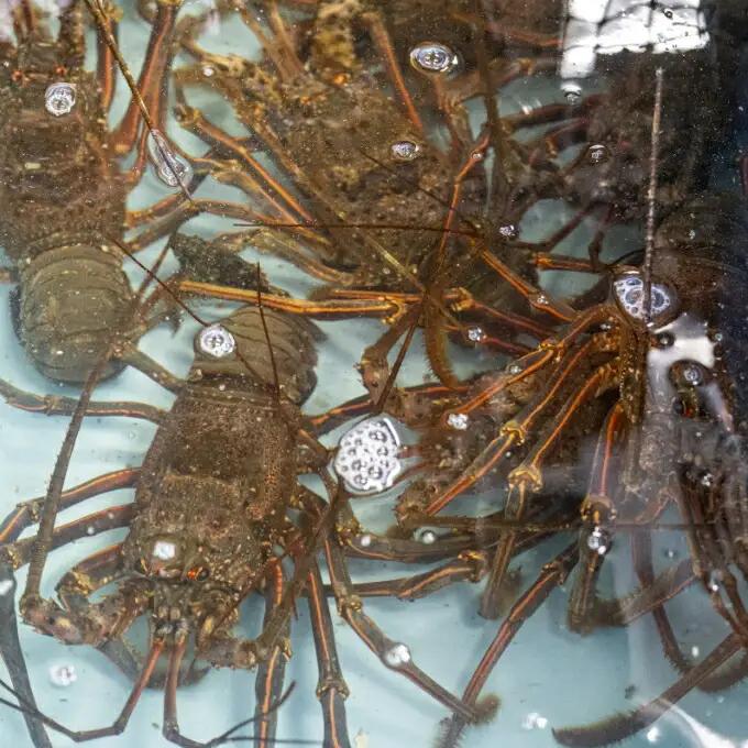 室戸伊勢海老フライ