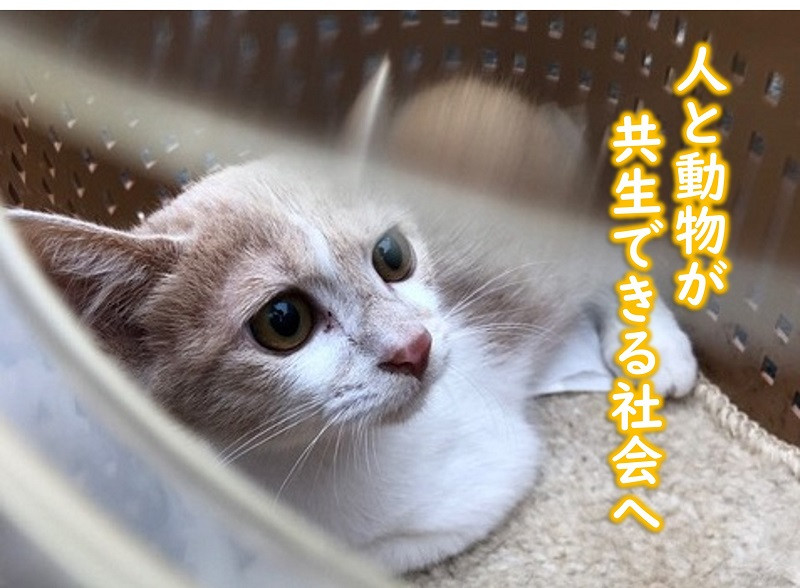 
                  人も動物も！ともに幸せに生きられるまちを実現したい！
                