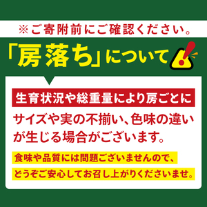 【2026年9月中旬より順次発送】令和7年度 茨城県生産力向上共励会 特別賞受賞！糖度約20～22度！美味しさにこだわったシャインマスカット（約1400g）2房 化学肥料不使用 農家直送【葡萄 ぶどう