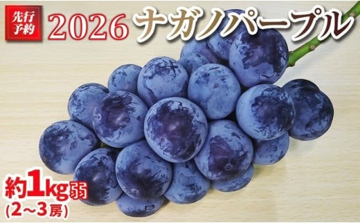 【先行予約】2026　ナガノパープル　2房～3房　約1キロ弱　長野県産  【2026年9月下旬頃～順次発送予定】国際特許有機肥料栽培 ｜ 果物 ぶどう フルーツ ブドウ 高糖度 種なし 人気 おすすめ 葡萄 ギフト 送料無料 長野県 大町市