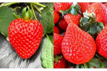 美里町産いちご4P【彩のあまりん】（250g以上×4パック）  [No.191]