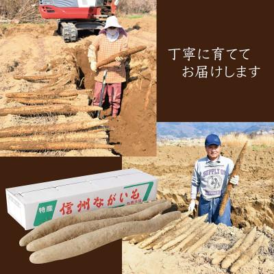 ふるさと納税 長野市 【日本有数の長芋産地より】長野市松代産「長寿長芋」約5kg(3〜4本) |  | 01