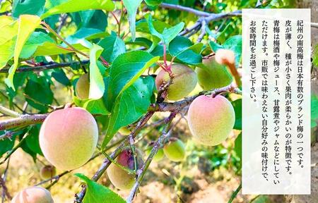 【2025年6月上旬出荷】青梅 南高梅 5kg 秀品 サイズミックス 和歌山県産 A品 梅酒作り用 梅ジュース作り用