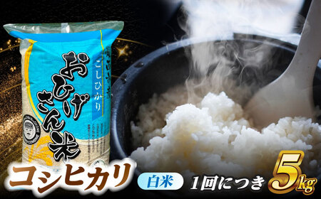 【3回定期便】 【1月発送開始】 コシヒカリ 白米 5kg×3回 愛西市 / 脇野コンバイン こしひかり お米 ご飯 精米 先行予約 [AECP024-1]