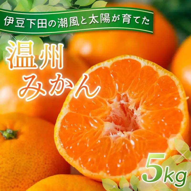温州みかん 5kg 先行予約 みかん ミカン 伊豆 下田 静岡
