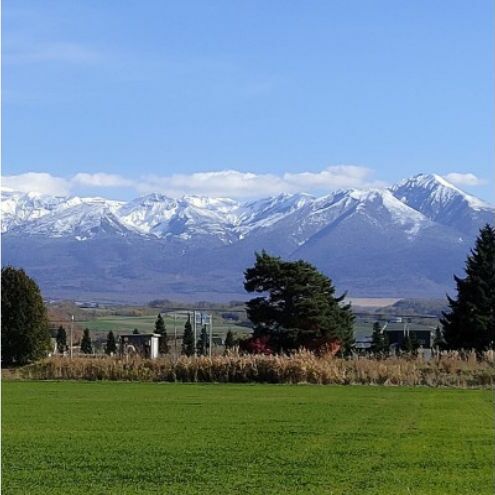 【 2026年 発送 】 先行予約 北海道 上富良野町 産 葉 にんにく 約300g×2パック 計600g 産地直送 希少 香味 野菜 薬味 葉にんにく ニンニク _イメージ5