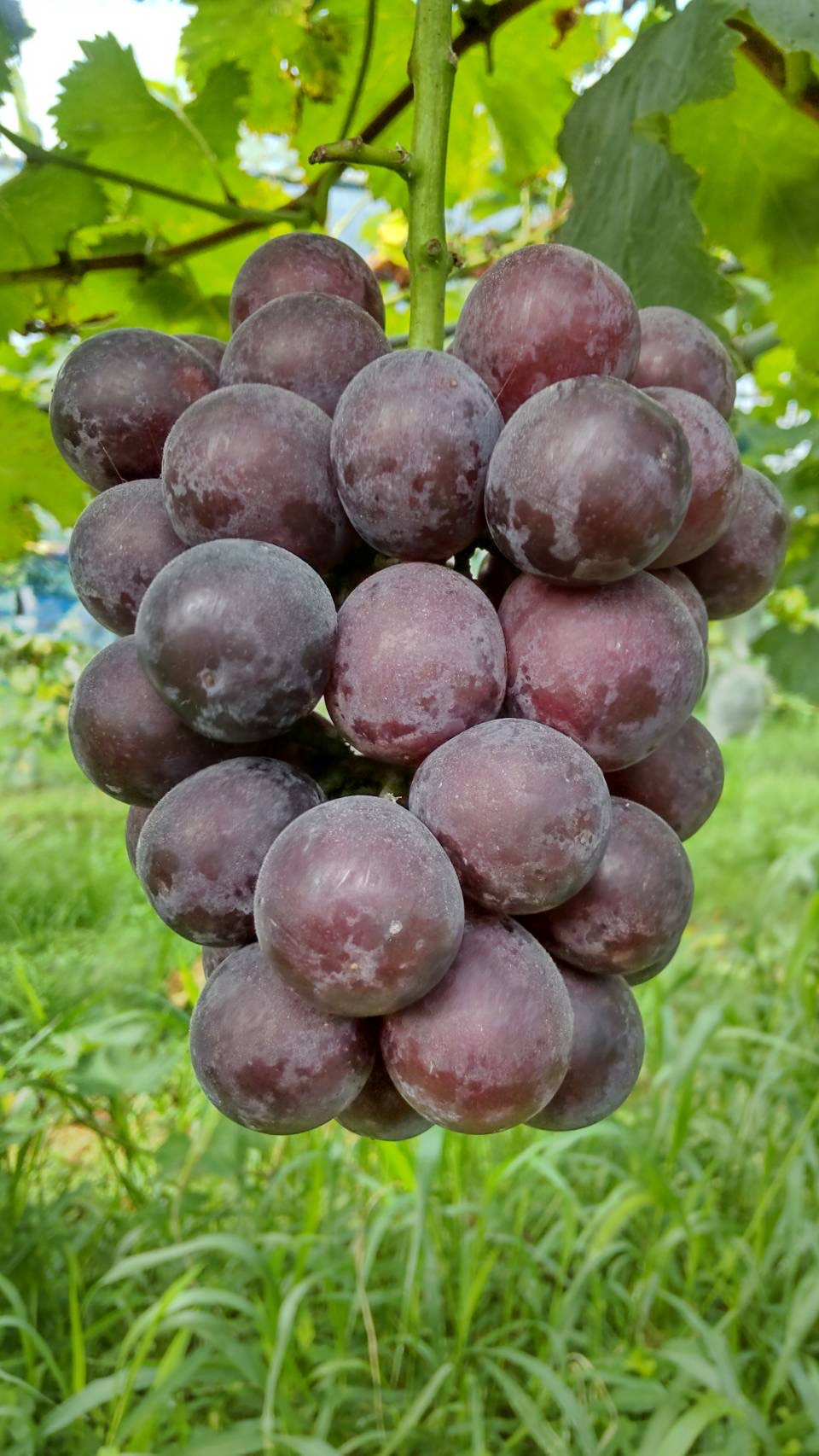 
                  【2026年発送】 ニューピオーネ ぶどう フルーツ 果物 | 2.0kg （4～5房） | 送料無料 産地直送
                
