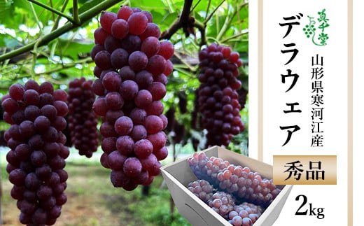 有機堆肥栽培 ぶどう「デラウェア」2kg（10～14房） 種なし 秀品 L～2Lサイズ 【2025年7月下旬頃～8月中旬頃発送予定】／ 2025年産 令和7年産 果物 フルーツ 葡萄 グレープ 産地直送 新鮮 デラウエア 東北 山形県産 山形産 寒河江市　012-B-SD002