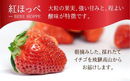 【数量限定】先行予約 いちご【3月・4月限定発送】朝摘み! 濃厚 紅ほっぺ 約900g～1kg | 産地直送 農家直送 2パック 苺 イチゴ 数量限定 果物 フルーツ 新鮮 春 旬 国産 飛騨高山 m