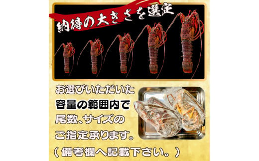 【伊勢海老】 朝どれ天然伊勢海老2kg以上 2kg以上