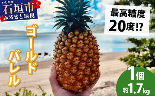 【先行予約2026年5月下旬ころから順次発送】最高糖度20度！？石垣島産完熟ゴールドバレル 1玉 約1.7kg
