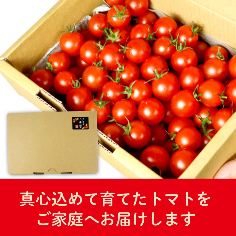 【先行予約】ミニ トマト フルーツ トマト ラブリーさくらとまと トマト みにとまと  甘み 夏 新鮮 野菜 完熟 サラダ パスタ トマトソース トマトスープ トマトジュース おやつ  贈答 プレゼン