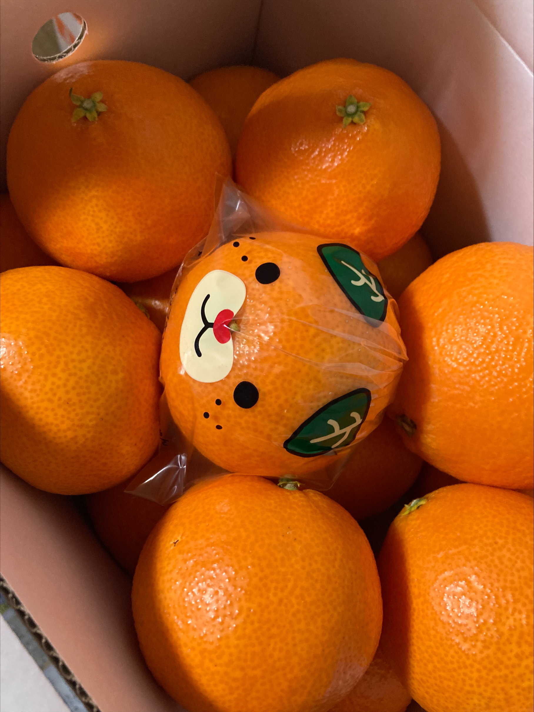 【2026年先行予約】みかん 訳あり 愛果28号 紅まどんなと同一品種 3kg サイズミックス ご家庭用 【12月から順次発送予定】 愛媛 人気 数量限定 柑橘 伊予侍ファーム 伊予市｜B457