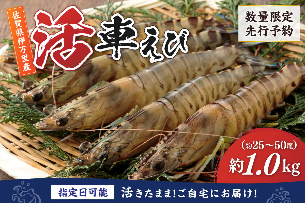 
活車海老 1kg 指定日可能【数量限定 先行予約】（12月1日から配送開始） C180
