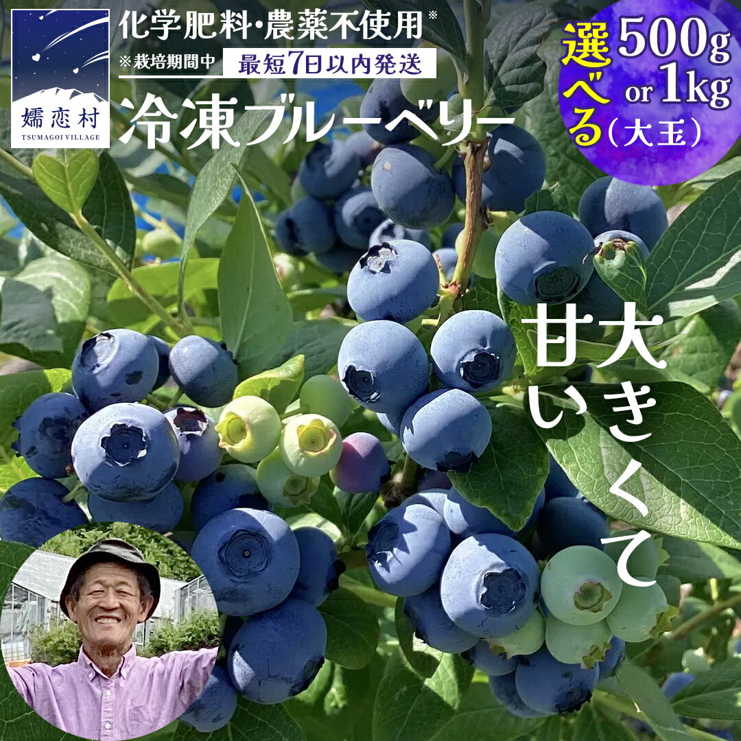 【ふるさと納税】 【 最短 7日以内 発送 】 冷凍 ブルーベリー 大玉 1kg or 500g 選べる内容量 【 栽培期間中 化学肥料 農薬 不使用 】 数量限定 大粒 中粒 国産 フルーツ スムージー 果物 くだもの 農家直送 スイーツ アイス ノーザンハイブッシュ系 ミックス