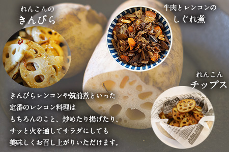 レンコン 約5kg 熊本県氷川町産 道の駅竜北《11月下旬-3月末頃出荷(土日祝除く)》